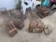 Apreensão de pássaros silvestres em cativeiro irregular gera multa em Barra Mansa