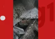 Ataque de abelhas no sul da Bahia mata quatro cachorros e fere duas pessoas