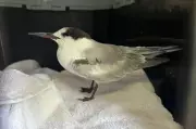 Ave ameaçada de extinção é resgatada debilitada no litoral de Santa Catarina