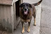 Bancada animal na Câmara defende CPI para investigar morte do cão Orelha em Florianópolis