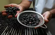 Belém autoriza 132 pontos de venda de açaí após rigorosa fiscalização sanitária