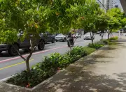 Belém implanta jardins de chuva como solução natural contra alagamentos urbanos