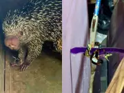 Bombeiros resgatam cobra caninana e porco-espinho em residências de Sena Madureira, Acre