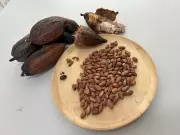 Brasil suspende importações de cacau da Costa do Marfim por risco fitossanitário