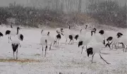 Brasileira no Japão revela 'canto' de aves livres em vídeo após 3 anos de registros
