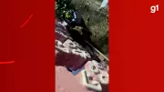 Cachorra fica com cabeça presa em mureta e é resgatada por bombeiros em Manaus