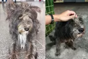 Cachorro aguarda tutor há duas semanas após morte em UPA de Cuiabá