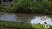Cachorro é arrastado por correnteza em córrego de Taubaté durante enchente