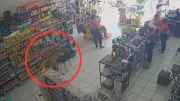 Cachorro caramelo invade pet shop e 'furta' sachê para gatos em Novo Horizonte