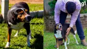 Cachorro resgatado em enchente no RS encontra lar após quase dois anos em canil municipal