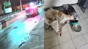 Cachorro sofre dois atropelamentos em menos de uma hora e é resgatado no Piauí