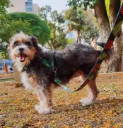 Cadela 'Daiana' Morre Após Ataque de Pitbull em Juiz de Fora; Caso é Investigado