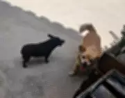 Cadelas idosas são mortas por husky em transporte de pet shop em Barbacena