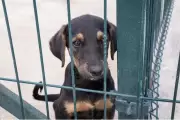Campo Grande inicia programa gratuito de castração para cães e gatos