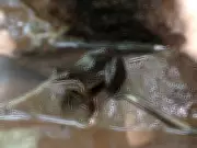 Canto das fêmeas de anuros: estudo inédito revela que 112 espécies têm vocalização feminina