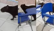 Capivara invade sala de aula em escola estadual de Bragança, no Pará