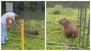 Capivara é resgatada com fita plástica no corpo perto do Rio Pinheiros em São Paulo