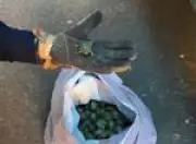 Casal é flagrado com 687 tartarugas no RS: tráfico de animais silvestres em foco