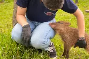 Cateto Flora encontra novo lar no Bioparque Pantanal após não conseguir retornar à natureza