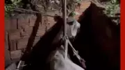 Cavalo é resgatado de poço por bombeiros em Várzea Grande, Mato Grosso