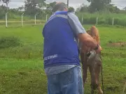 Cavalo com sinais de maus-tratos é resgatado em estrada do Acre após denúncia
