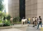 Cavalo invade sede da prefeitura do Rio após circular entre carros na Avenida Presidente Vargas