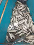 Centenas de peixes mortos em lagoa de Jequiá da Praia, Alagoas, causam prejuízo e investigação