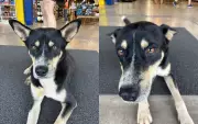 Cães comunitários viram 'funcionários' em comércios do interior de SP e encantam clientes