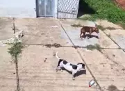 Cães resgatados de casa abandonada em Teresina sofriam maus-tratos por abandono