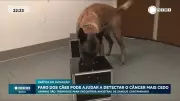 Cães são treinados para detectar câncer pelo olfato em estudo inovador nos EUA