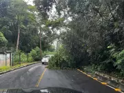 Chuvas intensas em Juiz de Fora causam queda de árvore e alertas de risco geológico