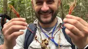 Cientistas descobrem tarântula amazônica infectada por fungo 'Cordyceps' em reserva de Manaus