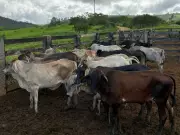 Cinco presos por furto de gado em Ataléia: grupo aproveitou ausência de fazendeiro doente