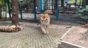 Cinomose canina mata 72 tigres em zoológico tailandês em surto viral