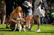 Câmara de Curitiba aprova novas regras para passeio com cães em espaços públicos