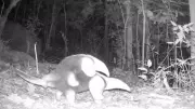 Câmeras revelam vida secreta da fauna em Além Paraíba: gavião predando cobra e tamanduás com filhote