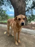 Cão comunitário 'Caramelo' é encontrado morto com sinais de envenenamento em Senador Firmino, MG