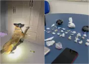 Cão farejador encontra 29 pacotes de drogas em guarda-roupa durante prisão por tráfico em Boa Vista