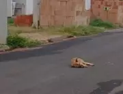 Cão morre após maus-tratos em Cerqueira César; tutora se recusa a socorrer