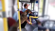 Cão Valente tem passe livre e viaja em todas as linhas de ônibus em Ourinhos