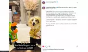 CãoCurso viraliza com fantasias de Ana Maria Braga e Vini Jr em BloCÃO de Carnaval
