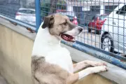 Comissão do Senado vota projeto que proíbe coleiras de choque em animais domésticos