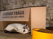 Comunidade se mobiliza para encontrar lares para gatos após morte de protetora animal em Belém