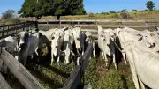 Criminosos invadem sítio e furtam 30 cabeças de gado em Porto Feliz, SP