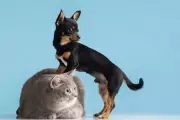 Cubatão (SP) proíbe acorrentamento de animais e Boa Vista (RR) amplia proteção com serviços gratuitos