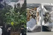 Dentista preso em Itararé com estufa de maconha e cogumelos alucinógenos em casa