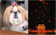 Despedidas de pet em Goiás incluem chuva de pétalas e diamante das cinzas