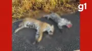 Duas onças-pintadas são atropeladas em rodovia de Mato Grosso; vídeo viraliza