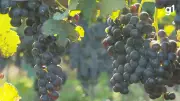 Encruzilhada do Sul se consolida como terroir de uvas finas para vinhos e espumantes premiados