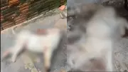 Envenenamento de animais em Altos: Polícia investiga morte de cinco pets e alerta sobre punições